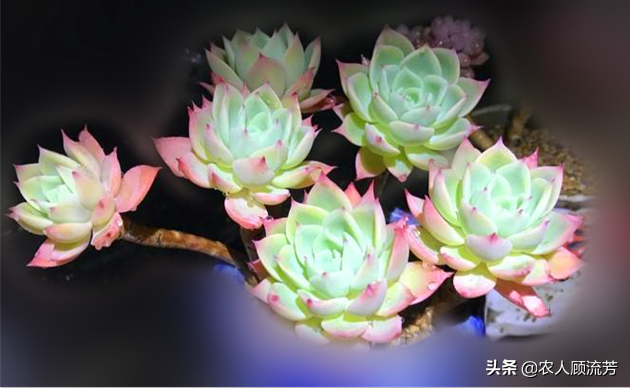 三色堇常用的三种繁殖方法，三色堇育种方法（多肉植物“三色堇”的养护要点）