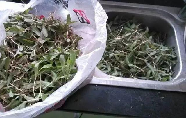 做清明果的草叫什么草，做清明果的那种草叫什么（春天不可错过的4种野菜）