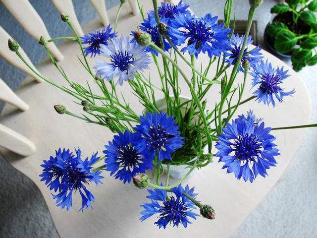 铃兰花的花语，从此买花送人不出错（铃兰花的花语与寓意）