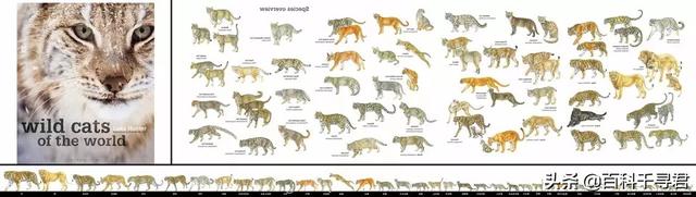 猫科动物有哪些，38种猫科动物大全（它们的分布概况和生存现状如何）