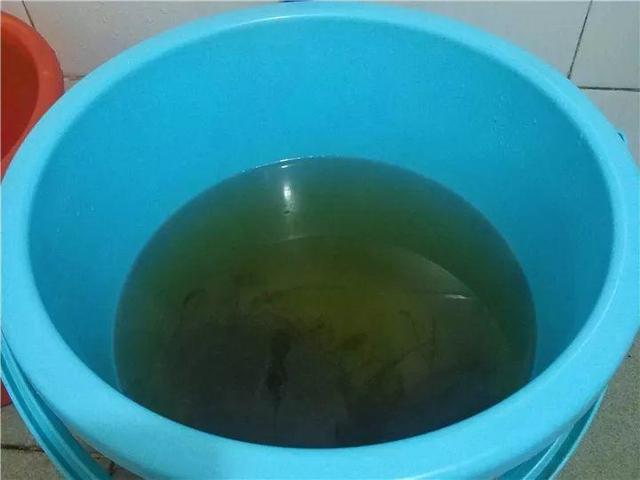 家里有鼻涕虫怎么消灭，鼻涕虫怎么彻底消灭（自制天然杀虫水）