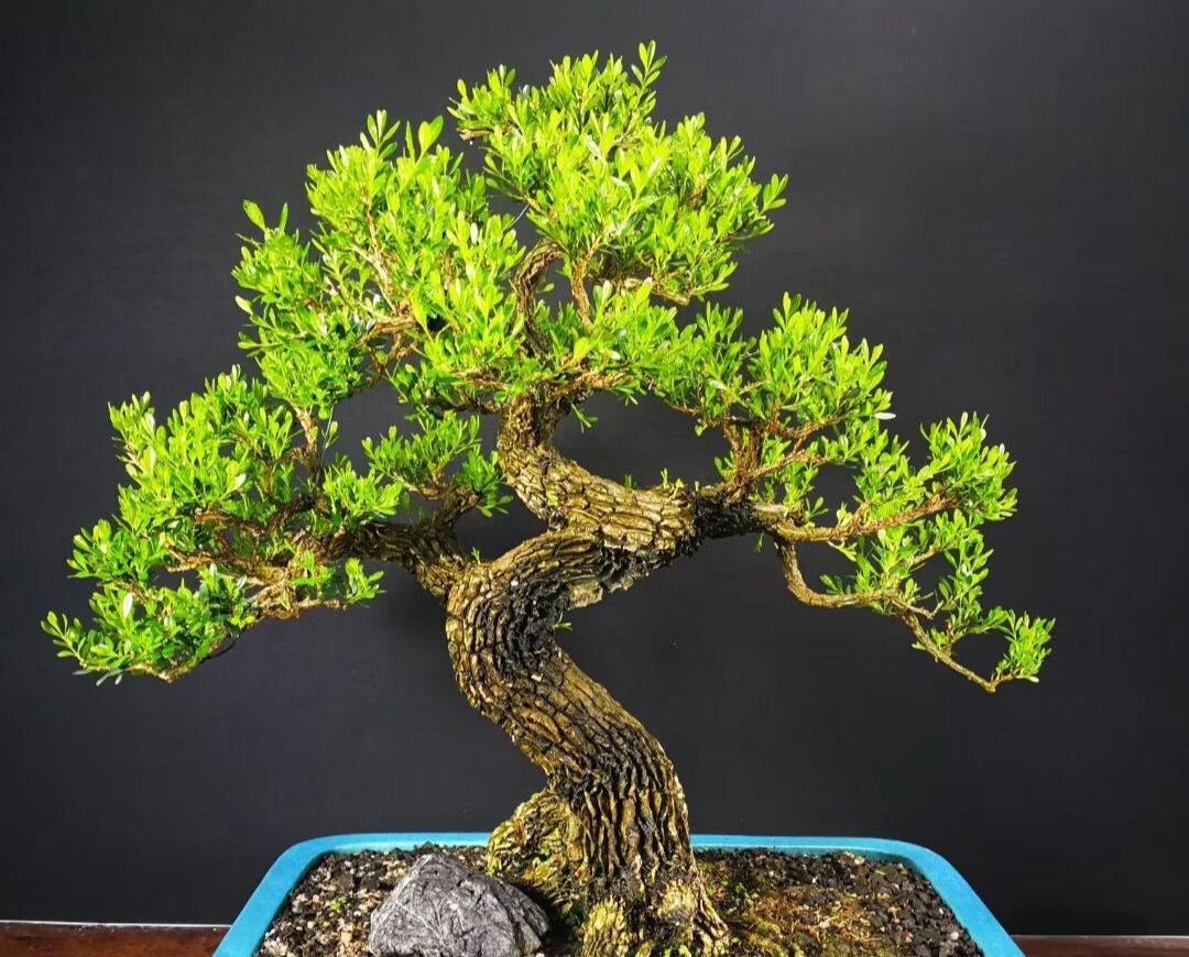 小叶黄杨有哪些种类-适合室内养吗(适合室内养吗?) - 农业 - 爱宁信息