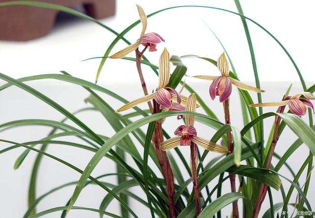 兰花怎么养 手把手教你养殖，兰花怎么养（新手也能养的苗壮开花多）