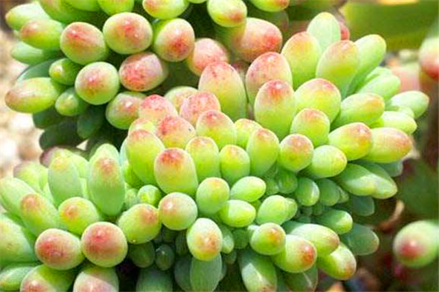 八千代多肉怎么养，八千代多肉怎么养成妖娆桩（多肉八千代养护“3妙招”）