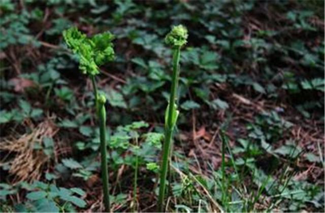 龙芽菜是什么菜（龙芽菜栽培技术）