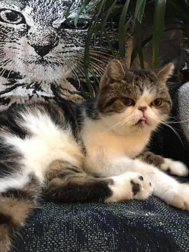 丸叶松绿怎么养，丸叶松绿的叶子可用来繁殖吗（养多肉，记名字，预防老年痴呆）