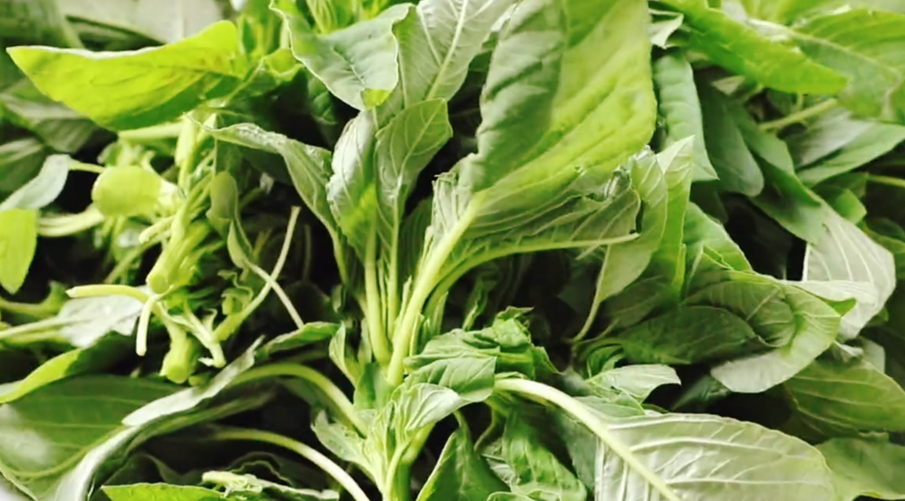 莧菜保存方法 放一年也不壞 附莧菜包子做法步驟圖 包餃子特好-起舞食譜網(wǎng)