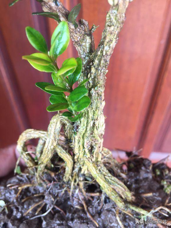 黄杨（黄杨树价格表，这棵黄杨树生长了百年（最贵的黄杨树图片价格）