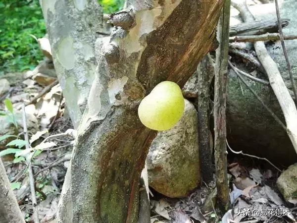 金缕梅，国家一级濒危珍稀植物（金缕梅对皮肤的作用）