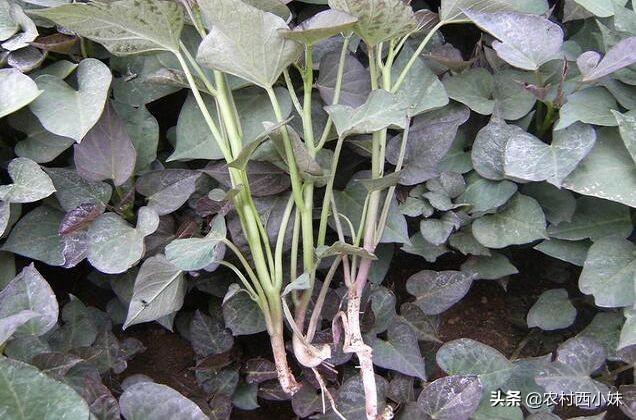 紫薯上的须是长的芽吗，紫薯上的须是长的芽吗能吃吗（紫薯要怎么种？紫薯的种植技术）