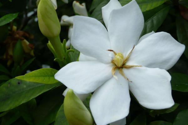 枝枝花和栀子花，枝枝花和栀子花是一种花吗（枝枝花的养殖方法和注意事项）