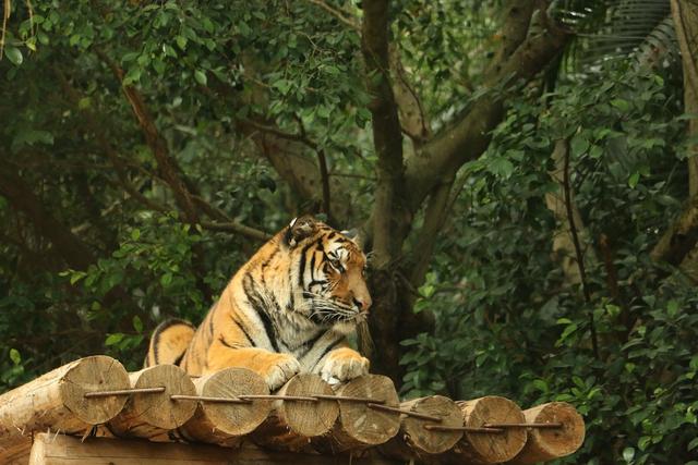 长隆水上乐园门票多少钱一张，长隆水上乐园门票多少钱一张票（国内最贵的野生动物园）