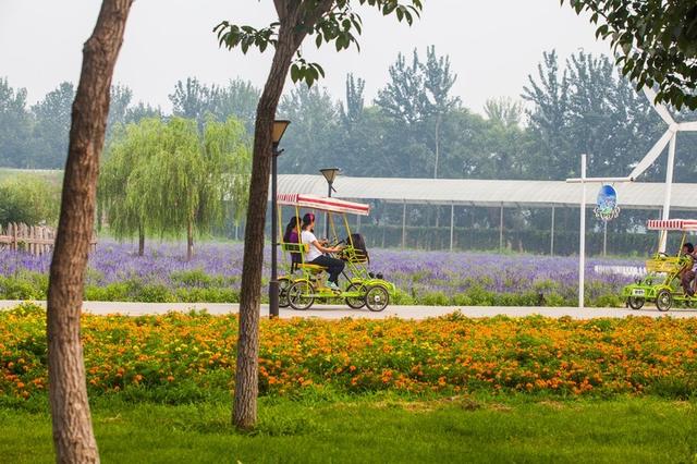北京蓝调薰衣草庄园，北京薰衣草庄园（北京的蓝调薰衣草庄园就能狠狠浪漫一把）