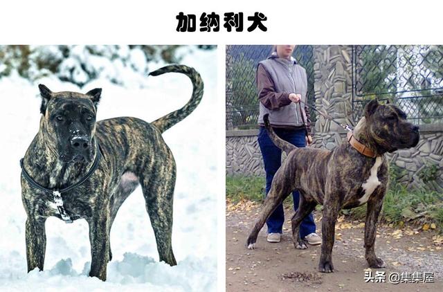 中国十个禁养狗，中国十大禁犬家养（在世界各地的城市里）