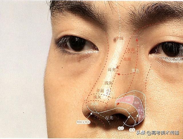 眉毛的结构图，眉毛的基本结构（五官及头、颈、肩关系解析）