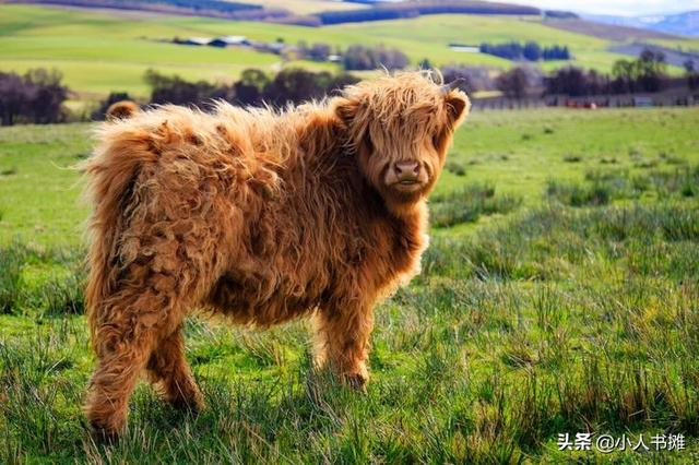 有哪些神奇的动物，15种你需要了解的神奇动物（10种不寻常的神奇动物很难想象它们独特的模样）