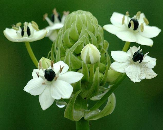 伯利恒之星花语，伯利恒之星（5种花代表不同的暗恋心情）