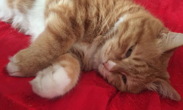 狗狗被阉他自己知道吗，狗狗绝育后会不会性情大变（给宠物做了绝育，它会不会知道）