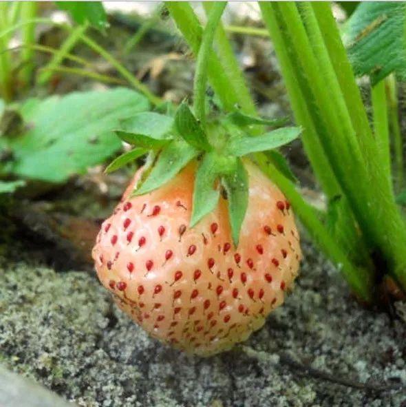 菠萝草莓种植方法，奶白色的果子看着就诱人