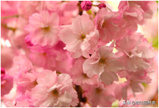 中国樱花有几个品种，中国樱花树品种（这81种樱花）