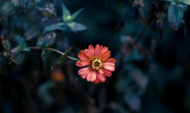 有缘无份是什么意思，佛教如何解释有缘无份（有一个人，注定与你有缘无份）