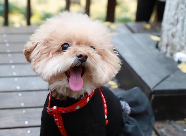 泰迪犬总舔爪子是怎么回事，泰迪咬爪子舔爪子咋回事（是想表达这5个意思）