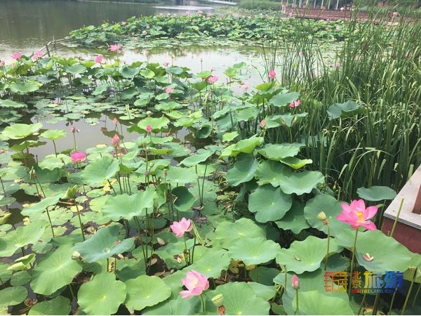 颐和园必看十大景点，颐和园有哪些景点值得去玩（这10个最美赏荷地等你来）