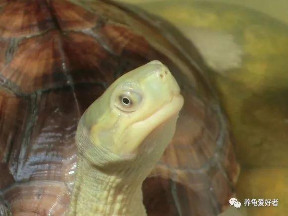 乌龟腐甲烂甲严重怎么治，是不是很想知道你的龟为什么会腐甲