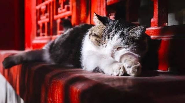 故宫最胆小御猫，我们只是惊呼是不够的