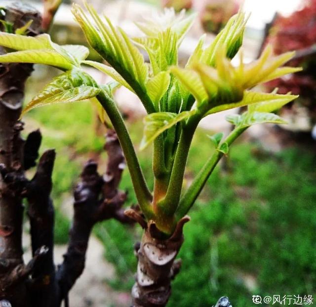 香椿树图片大全，农村常见的臭椿树有什么作用（香椿价格真不便宜）
