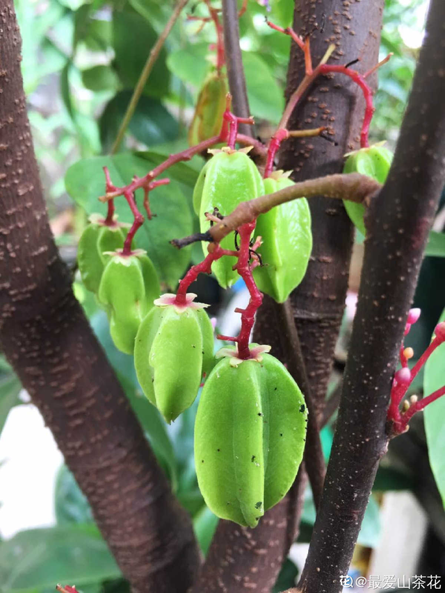 水果种类，水果种类释迦果（秋天吃正是好时候）