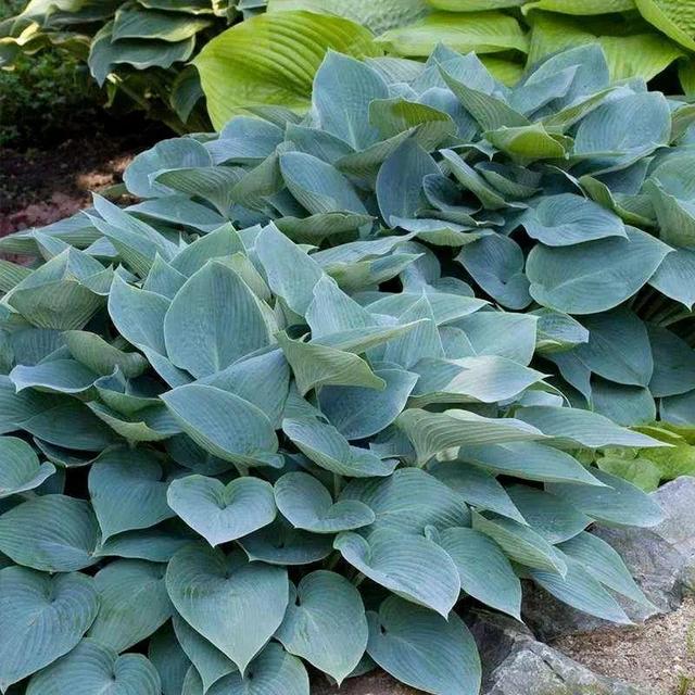 鸟尾花的繁育管理，鸟尾花 花期（30种耐阴花）