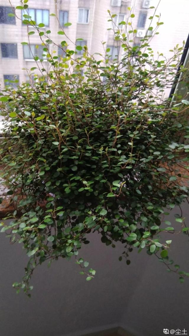 银心吊兰的养殖方法和注意事项，银心吊兰的养殖方法和注意事项图片（盆里开满“小金鱼”）
