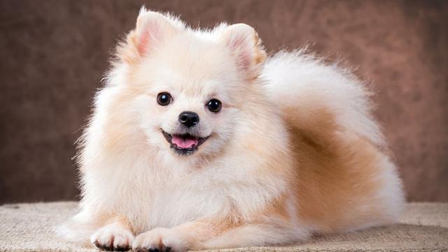 一,银狐犬价格:1000-3000元左右;寿命:10-15