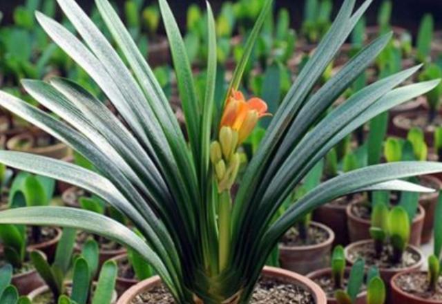 过期啤酒能浇花吗，啤酒能浇花吗（过期牛奶、啤酒养花）