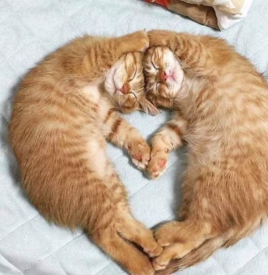 梦见猫是什么意思，女人做梦梦见猫是什么意思（猫咪的各种睡姿）