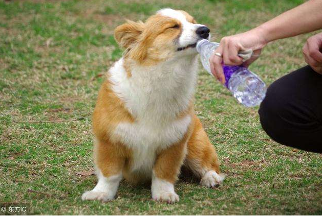 长毛柯基是串吗，什么样的柯基是长毛柯基（“纯种”和“串串”如何区分）