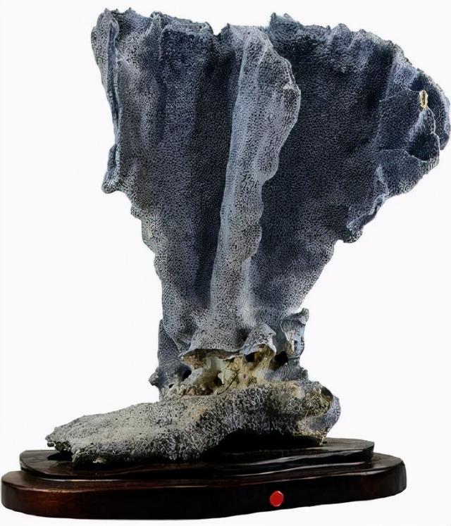 金丝柳，“金珊瑚”和“金丝柳”的替代品（金丝柳图片）