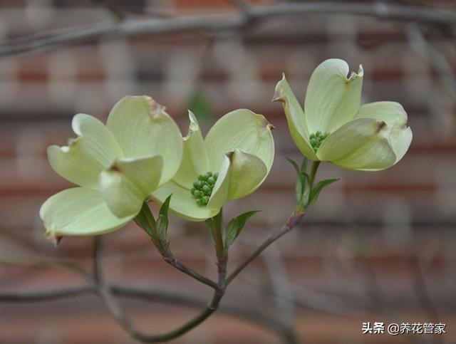 小花梾木的功效与作用，茉莉花的功效（<lai>木的四季）