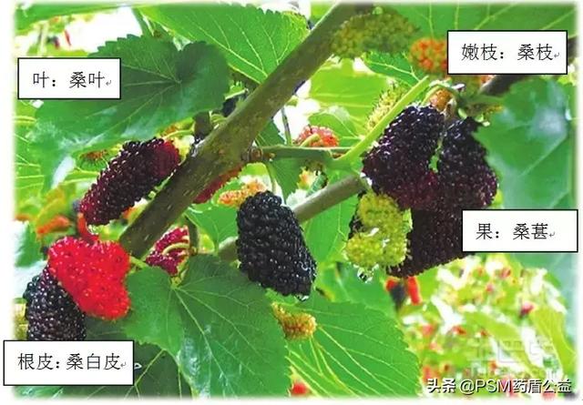 桑科植物有哪些，桑科植物有哪些种类（一身是宝话桑树）