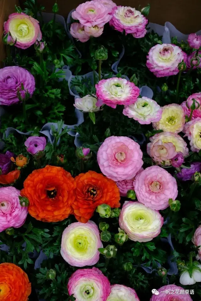 花毛茛，花毛茛<Ranunculus（花毛茛的花语）