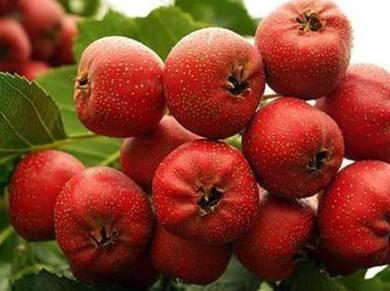 山楂片的功效与作用，山楂干的功效与作用吃法大全（新鲜山楂和山楂干）