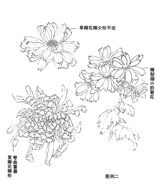 花的画法——菊花的画法，菊花是怎么画（菊花画法大全）