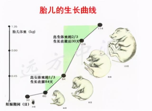 50天胚胎有多大呢，怀孕50天胚胎大小多少为正常（胚胎形成及发育）