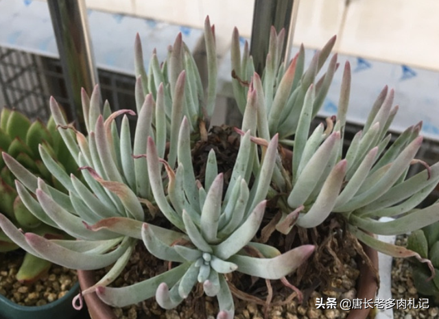 爱杜丽丝多肉怎么养，如果你像我这样养的话