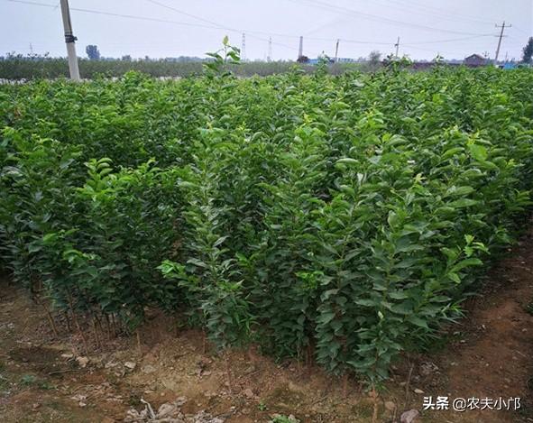 黑钻苹果一亩地产多少斤，黑钻苹果树苗多少钱一颗（如何种植好黑钻苹果）