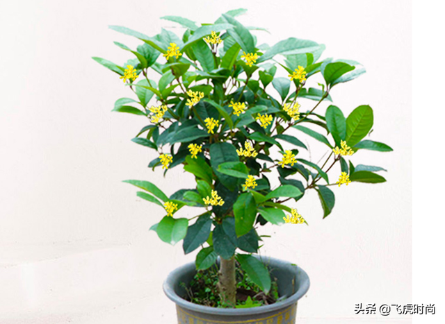 四季桂花放在客厅好吗 桂花如何养殖，四季桂花放在客厅好吗（五个桂花品种中的佼佼者）