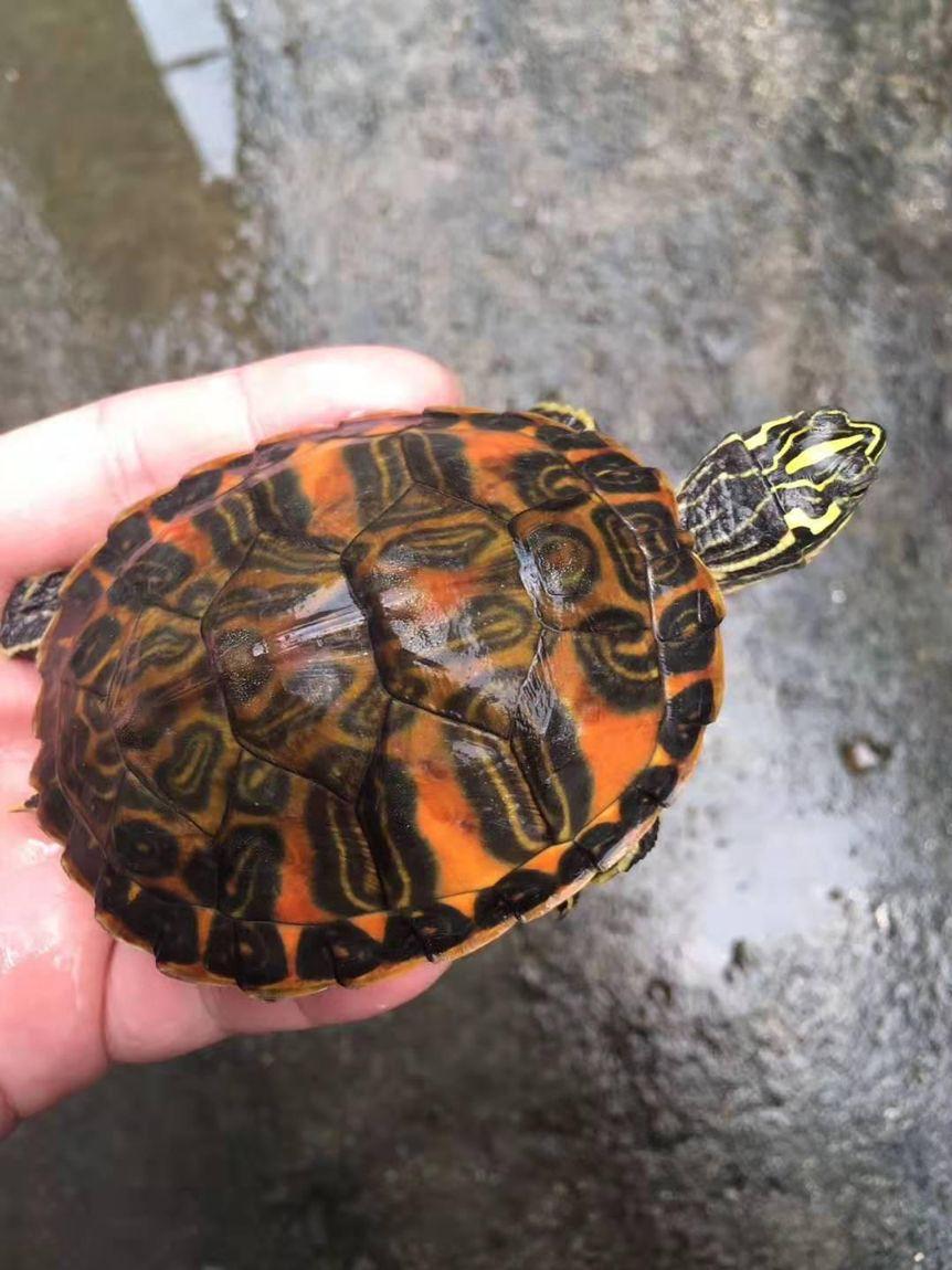 虎纹巴西龟,福建小伙在龟壳上印刷图案-算卦-荣耀易学