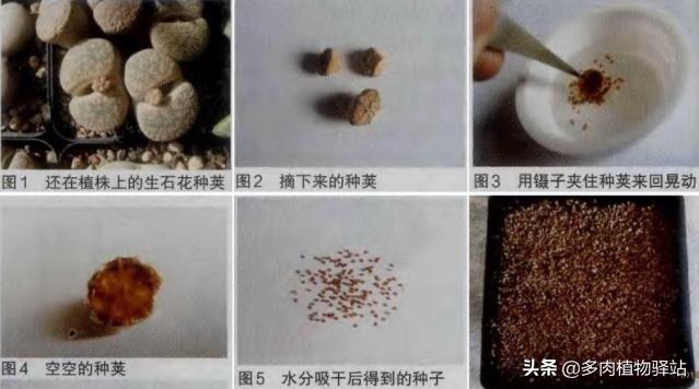 生石花怎么繁殖，生石花用什么繁殖后代（生石花如何繁殖？几步轻松搞定）