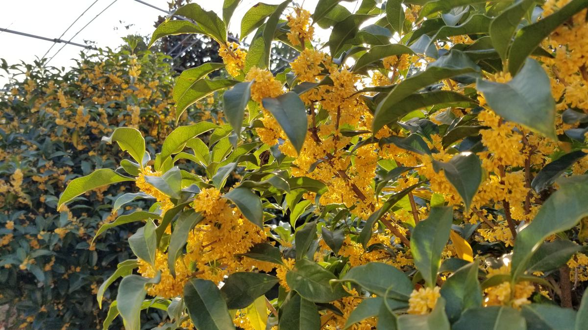有香味的花(哪些花香味比较好闻)